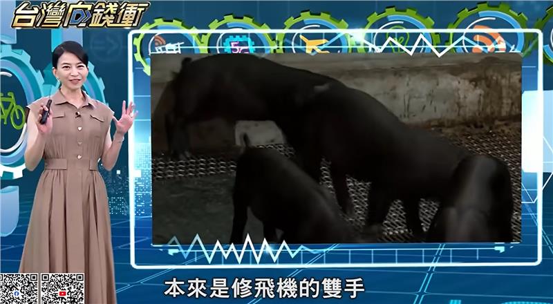 Odiva 平埔黑豬,【台灣向錢衝】豪賭十年砸千萬!科技人轉行養豬 育種「台灣黑豬」創外銷奇蹟